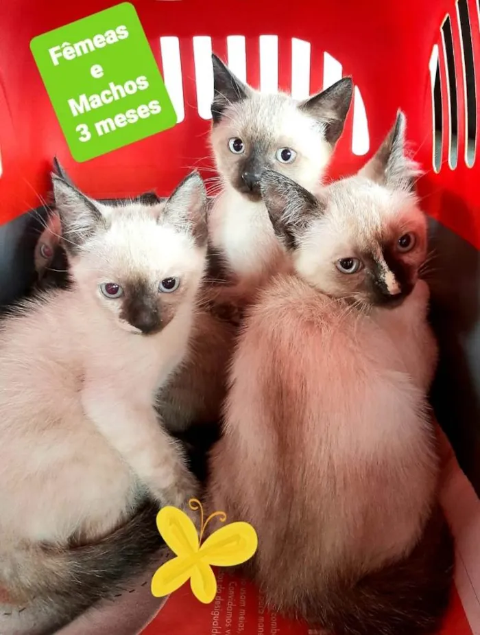 Gato raça Srd idade 2 a 6 meses nome Machos e fêmeas 