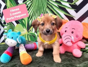 Cachorro raça Srd idade 2 a 6 meses nome Hanna