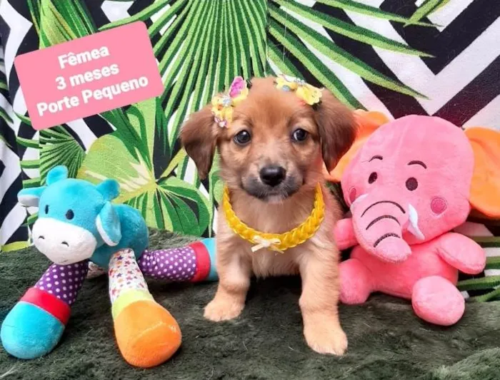Cachorro raça Srd idade 2 a 6 meses nome Hanna
