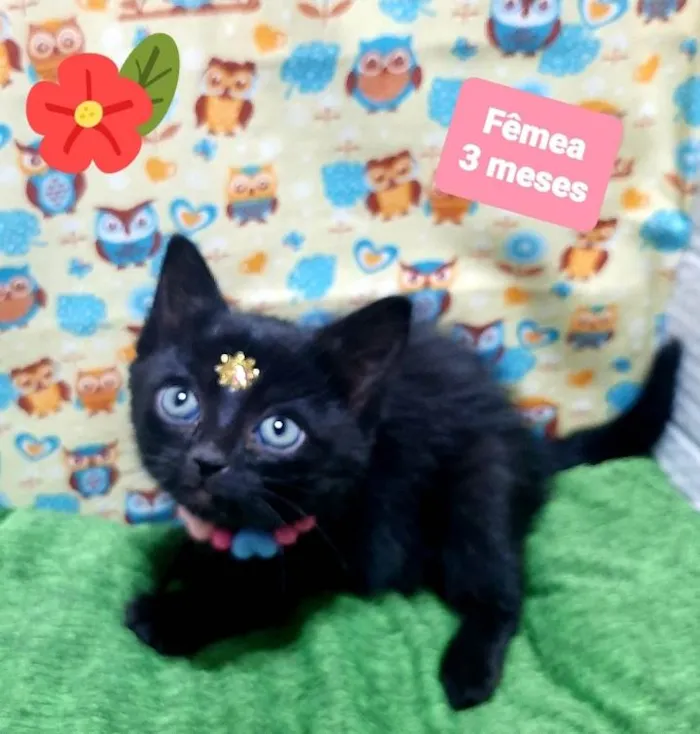 Gato raça Srd idade 2 a 6 meses nome Malu