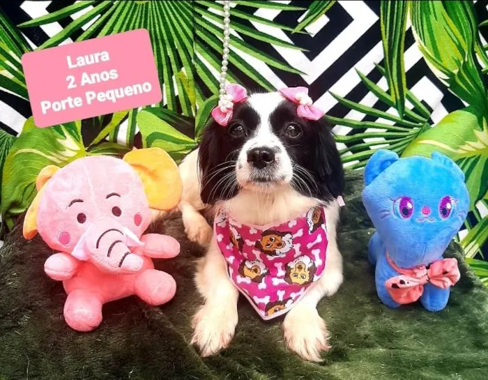 Cachorro raça Srd idade 2 anos nome Laura