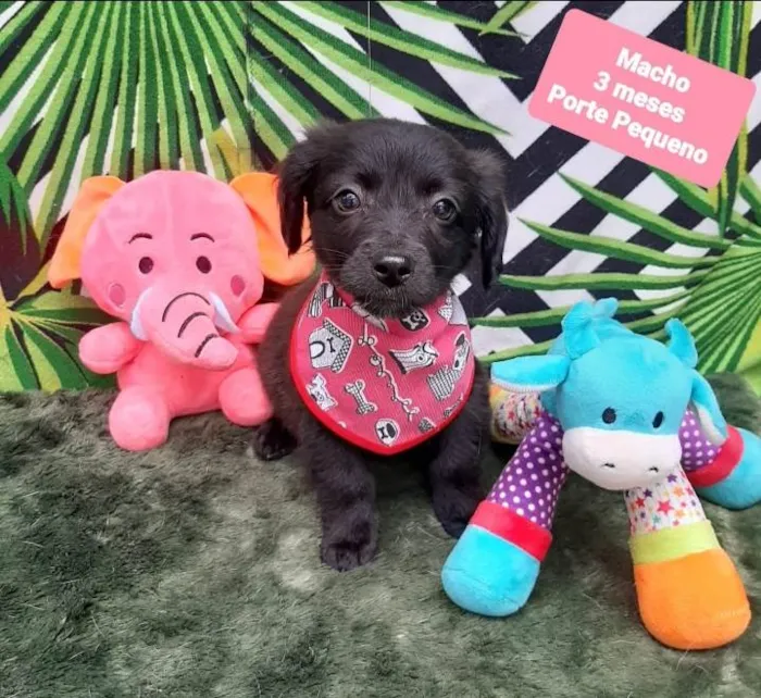 Cachorro raça Srd idade 2 a 6 meses nome Lucca