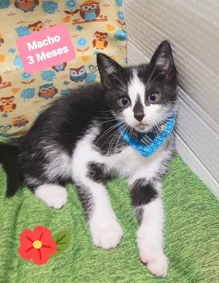 Gato raça Srd idade 2 a 6 meses nome Chaninho