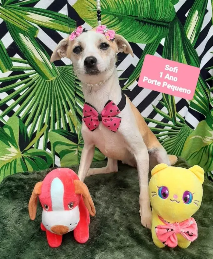 Cachorro raça Srd idade 1 ano nome Sofi