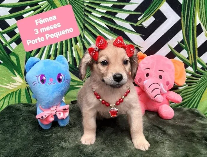 Cachorro raça Srd idade 2 a 6 meses nome Flora 