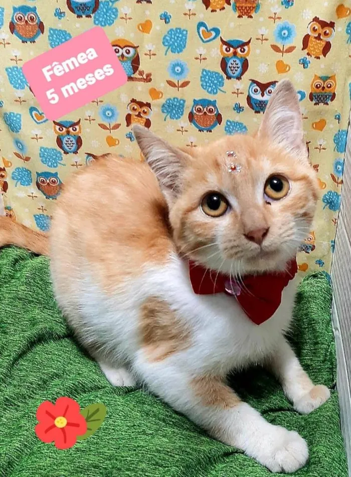 Gato raça Srd idade 2 a 6 meses nome Flor 