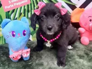 Cachorro raça Srd idade 2 a 6 meses nome Boni