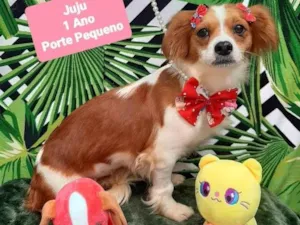 Cachorro raça Srd idade 1 ano nome Juju
