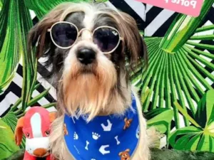 Cachorro raça Srd idade 3 anos nome Raul 