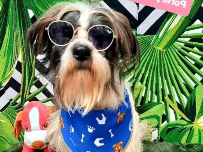 Cachorro raça Srd idade 3 anos nome Raul 