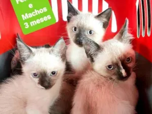 Gato raça Srd idade 2 a 6 meses nome Machos e fêmeas 
