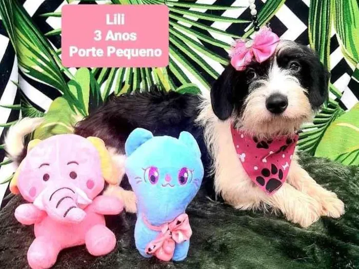 Cachorro raça Srd idade 3 anos nome Lili