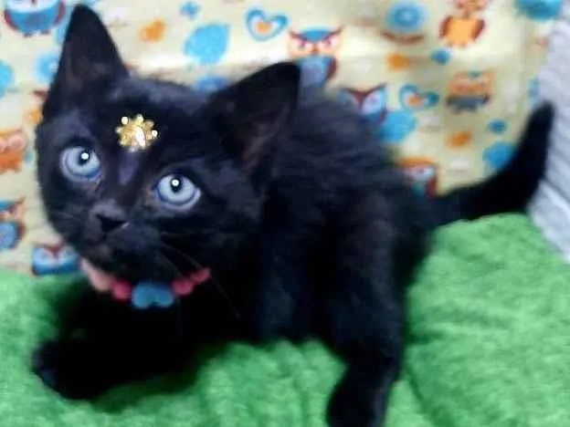 Gato raça Srd idade 2 a 6 meses nome Malu