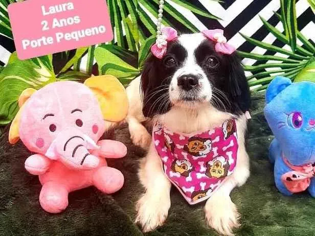 Cachorro raça Srd idade 2 anos nome Laura