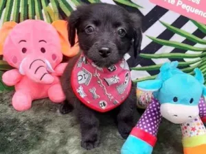 Cachorro raça Srd idade 2 a 6 meses nome Lucca