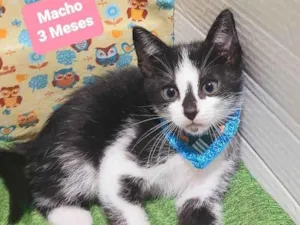 Gato raça Srd idade 2 a 6 meses nome Chaninho