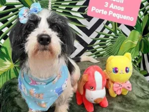 Cachorro raça Srd idade 3 anos nome Ruthi