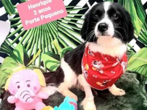 Cachorro raça Srd idade 2 anos nome Henrique 