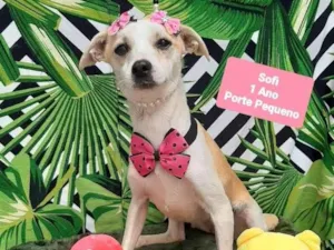 Cachorro raça Srd idade 1 ano nome Sofi