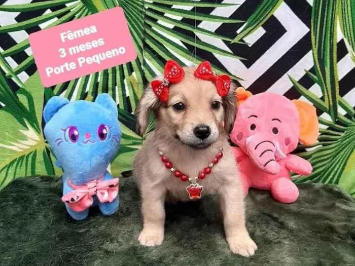 Cachorro raça Srd idade 2 a 6 meses nome Flora 