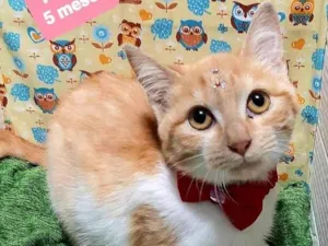 Gato raça Srd idade 2 a 6 meses nome Flor 