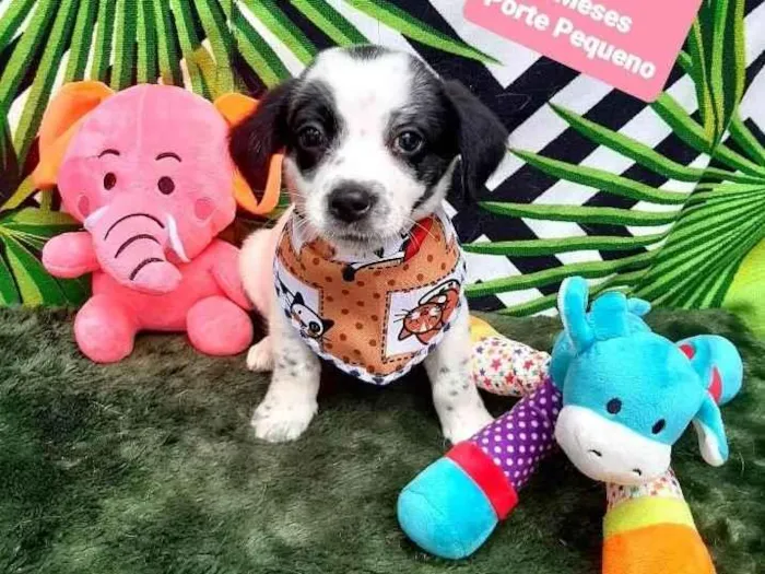 Cachorro raça Srd idade 2 a 6 meses nome Cleford