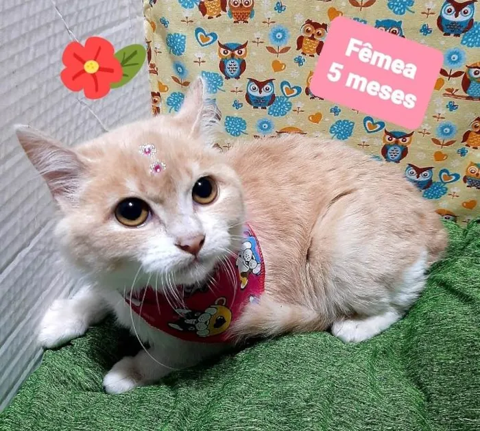 Gato raça Srd idade 2 a 6 meses nome Diana 