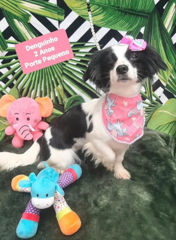 Cachorro raça Srd idade 2 anos nome Denguinho