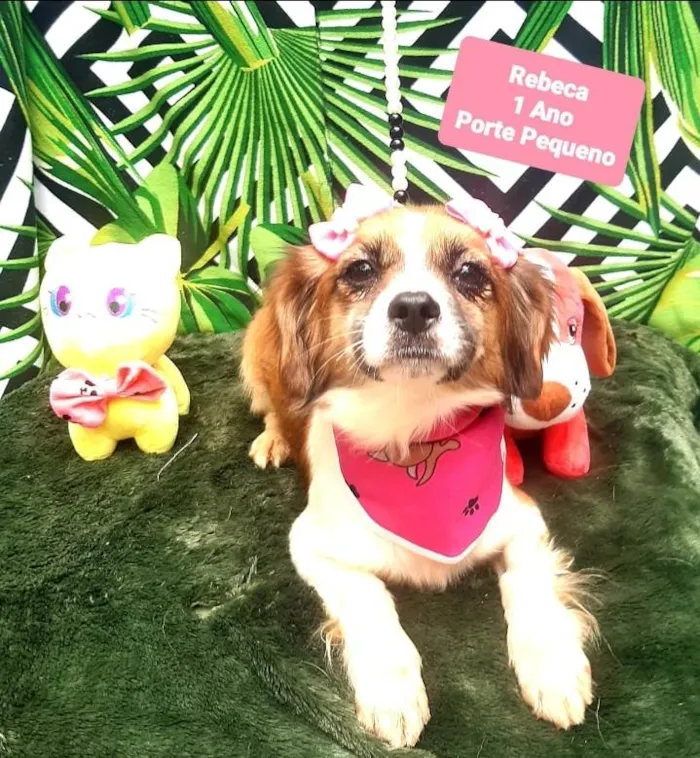 Cachorro raça Srd idade 1 ano nome Rebeca