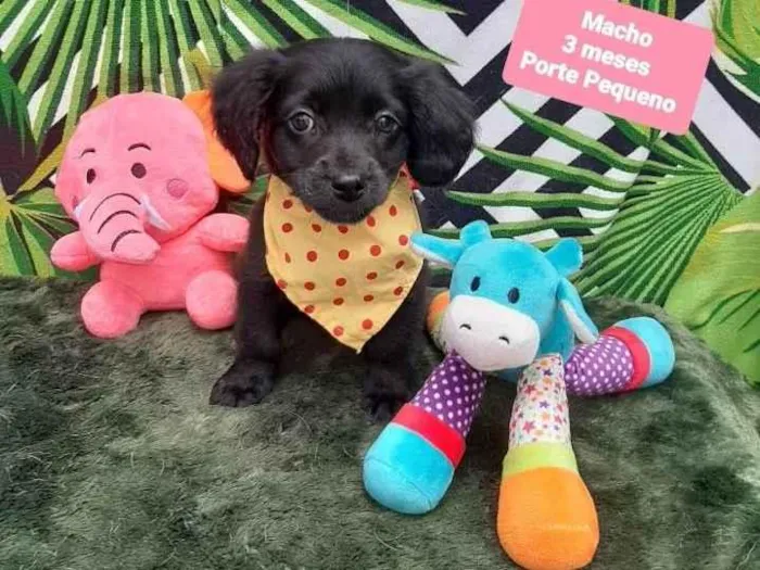 Cachorro raça Srd idade 2 a 6 meses nome Noah 