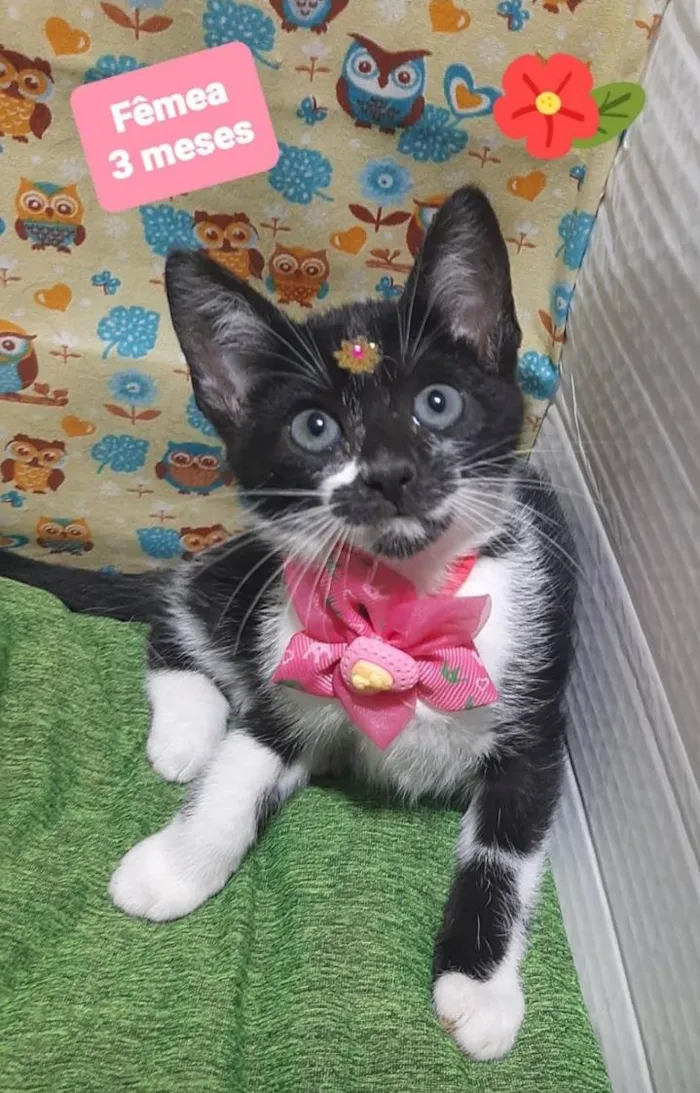 Gato raça Srd idade 2 a 6 meses nome Havena 