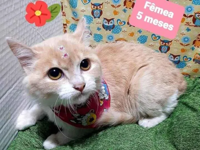 Gato raça Srd idade 2 a 6 meses nome Diana 