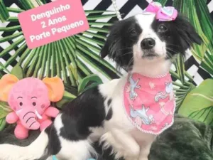 Cachorro raça Srd idade 2 anos nome Denguinho