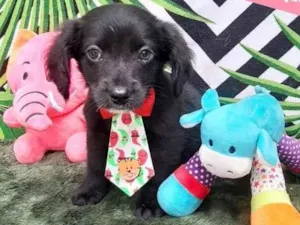 Cachorro raça Srd idade 2 a 6 meses nome Luis 