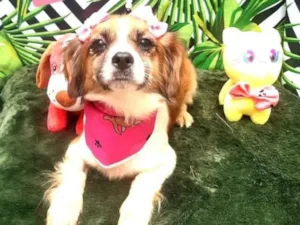 Cachorro raça Srd idade 1 ano nome Rebeca