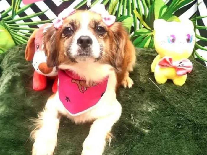 Cachorro raça Srd idade 1 ano nome Rebeca