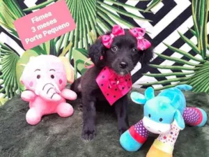 Cachorro raça Srd idade 2 a 6 meses nome Loren