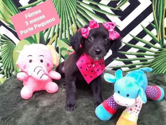 Cachorro raça Srd idade 2 a 6 meses nome Loren