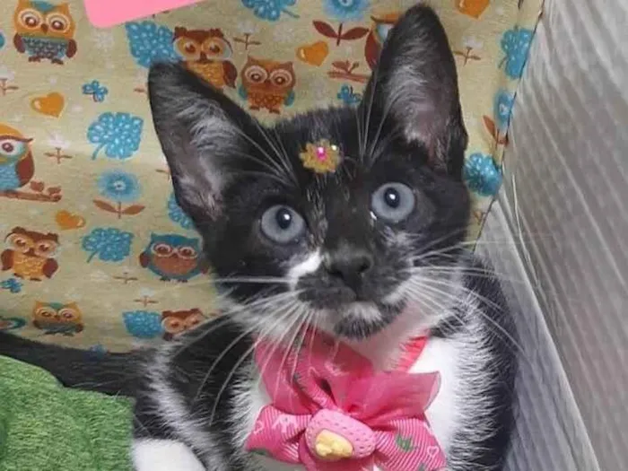 Gato raça Srd idade 2 a 6 meses nome Havena 