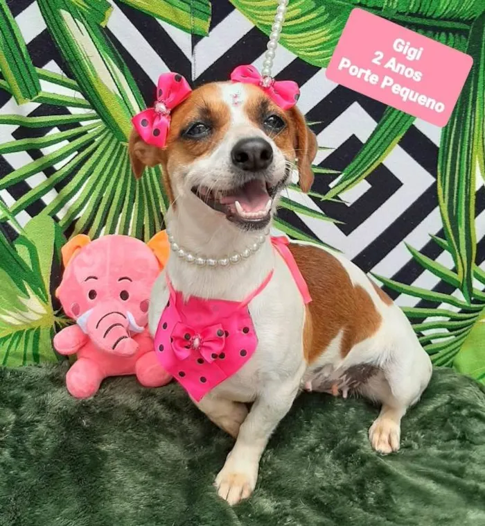 Cachorro raça Srd idade 2 anos nome Gigi