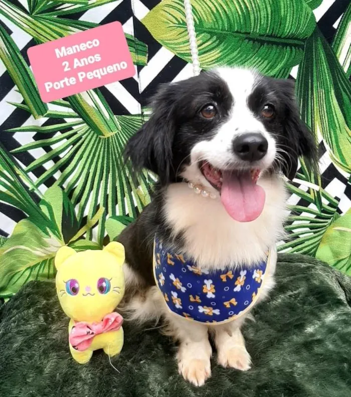 Cachorro raça Srd idade 2 anos nome Maneco