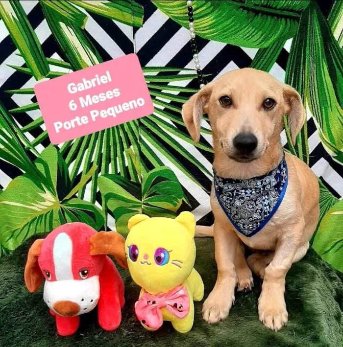Cachorro raça Srd idade 2 a 6 meses nome Gabriel 