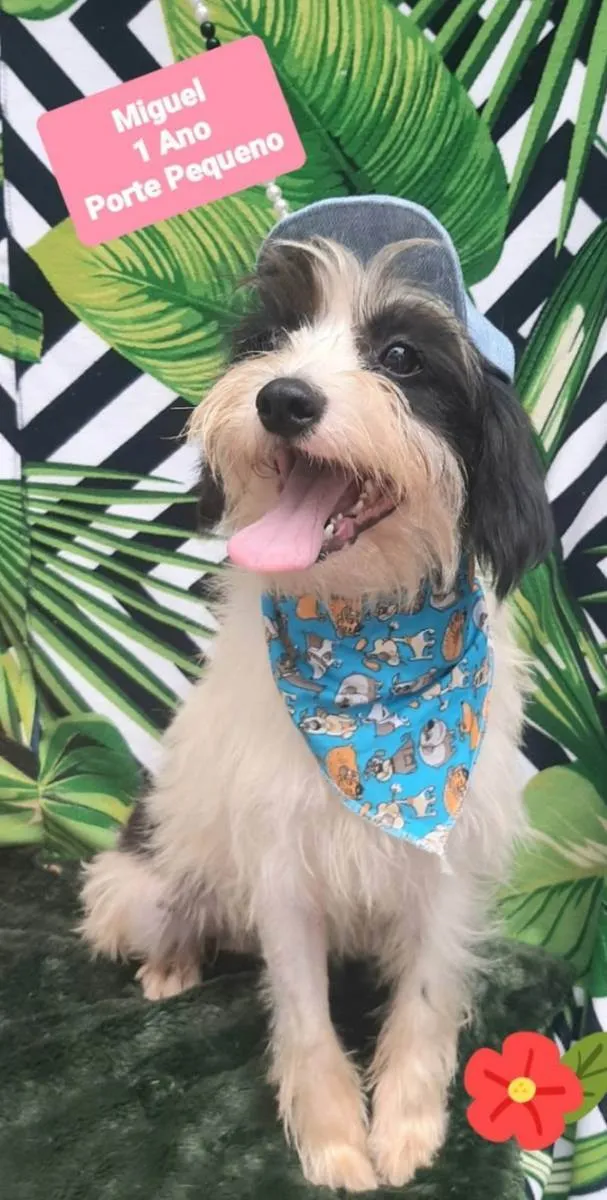 Cachorro raça Srd idade 1 ano nome Miguel 
