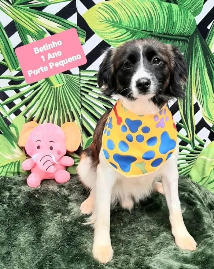 Cachorro raça Srd idade 1 ano nome Betinho 