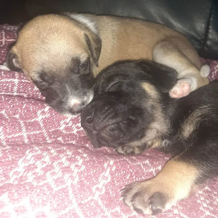 Cachorro ra a Pastor/viralara idade 7 a 11 meses nome Cadela 