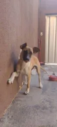 Cadela 