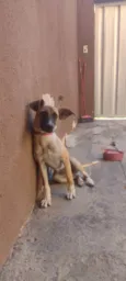 Cadela 