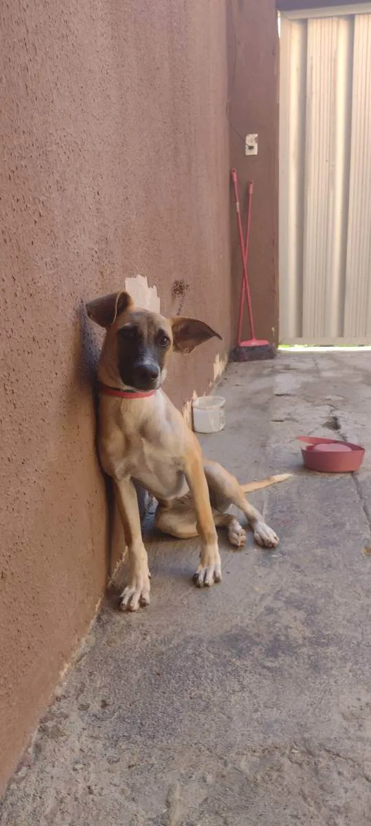 Cachorro ra a Pastor/viralara idade 7 a 11 meses nome Cadela 