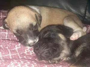 Cachorro raça Pastor/viralara idade 7 a 11 meses nome Cadela 