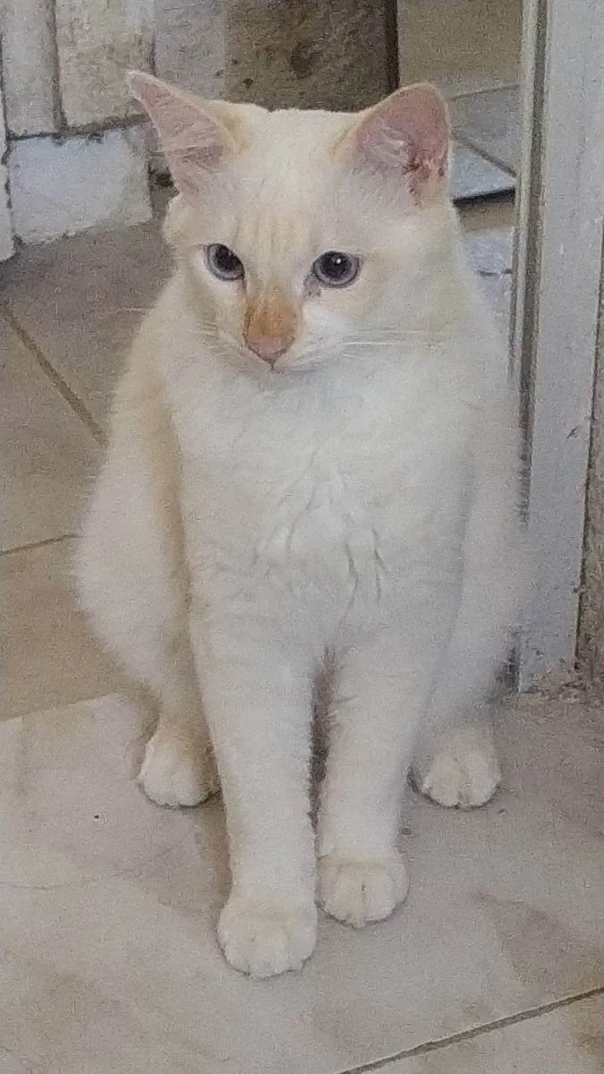 Gato ra a SRD idade 3 anos nome Marlin